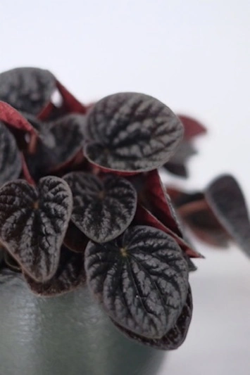 Peperomia Chocolat - Img 3