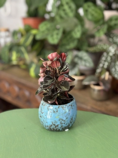 Peperomia Columbiana