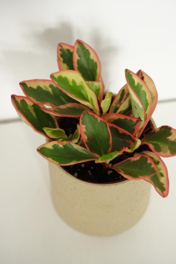 Peperomia Ginny - Img 3