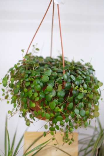Peperomia Pepperspot - Img 3