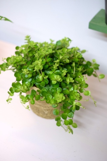 Peperomia Rotundifolia