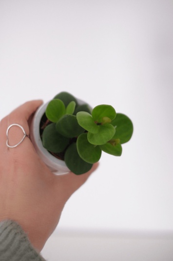Peperomia Tetraphylla Hope (babyplant) - Img 3
