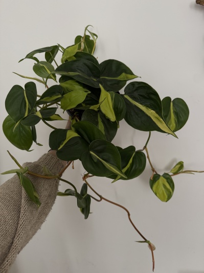 Philodendron Brasil - Img 5