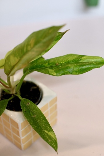 Philodendron Ring of Fire - Img 2