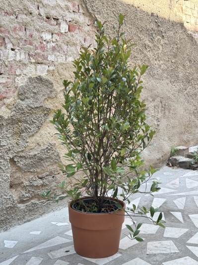 Photinia fraserii rouge - Img 6