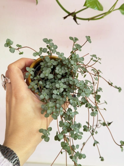 Pilea glaucophylla Greyzy