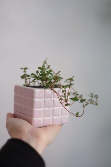 Pilea glaucophylla Greyzy - Img 3