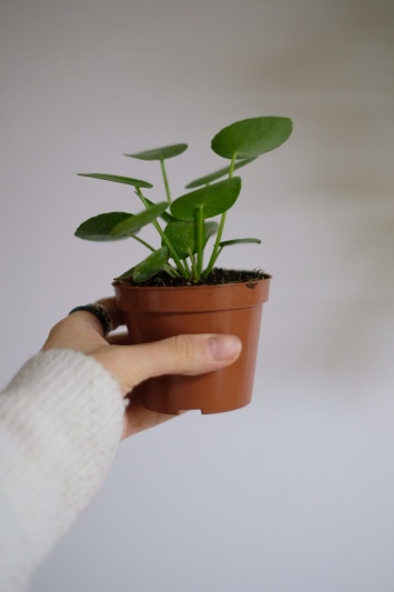 Pilea Peperomioides - baby plant - Img 6