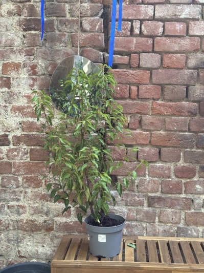 Prunus lusitanica Angustifolia (Laur) - Img 2