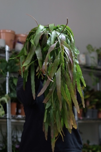 Rhipsalis ramulosa "Red Coral" - Img 1
