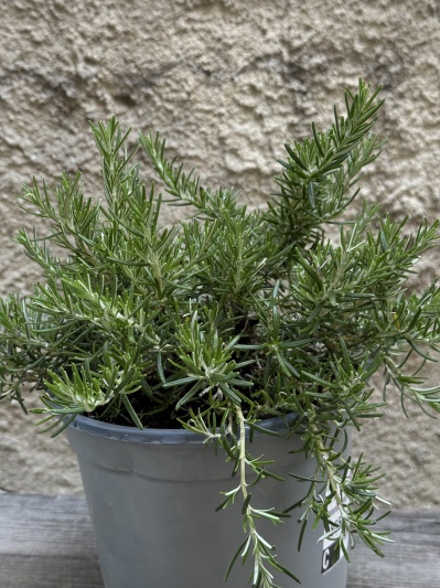 Rosmarinus officinalis - Img 6