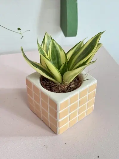 Sansevieria Golden Hahnii