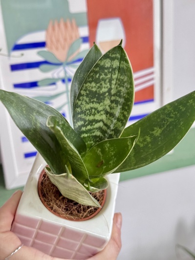 Sansevieria Hahnii Silver Star - Img 5
