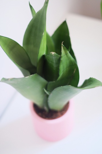 Sansevieria Moonshine - Img 6