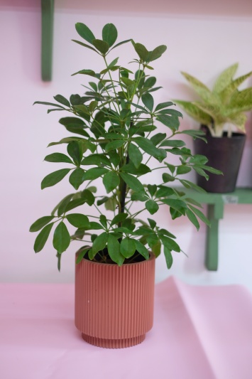 Schefflera Arboricola