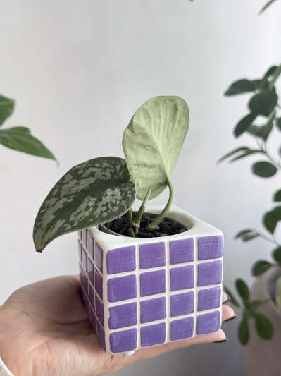Scindapsus pictus Trebie (babyplant - Img 4