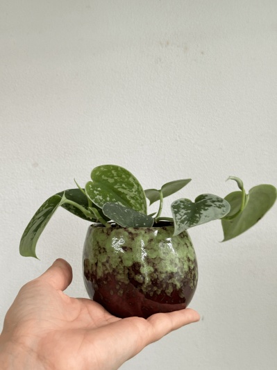 Scindapsus pictus Trebie (babyplant) - Img 2