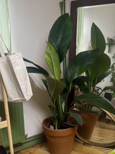 Spathiphyllum Sensation - Img 2