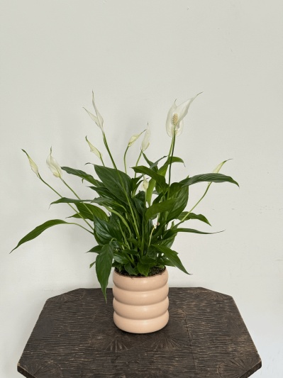 Spathiphyllum - Img 6