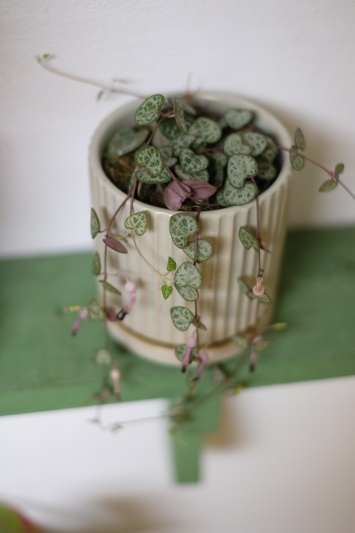 String of hearts (Ceropegia Woodii) - Img 3