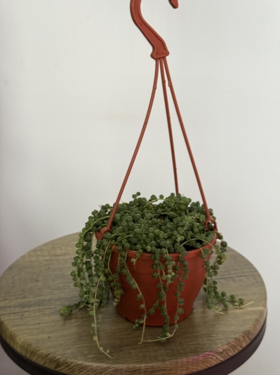 String of pearls (Senecio rowleyanus) - Img 6