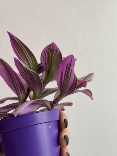 Tradescantia Nanouk - Img 3