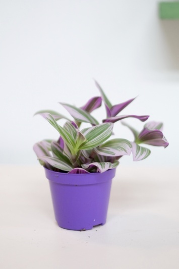 Tradescantia Nanouk - Img 2