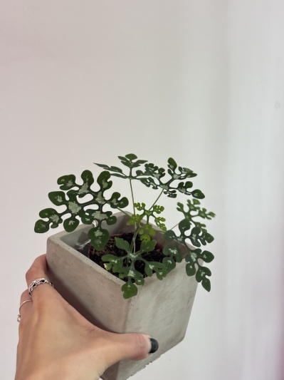 Adenia perrieri - Img 4