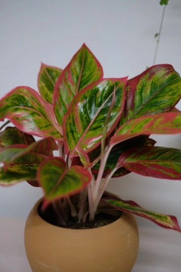 Aglaonema Crete V1 - Img 2