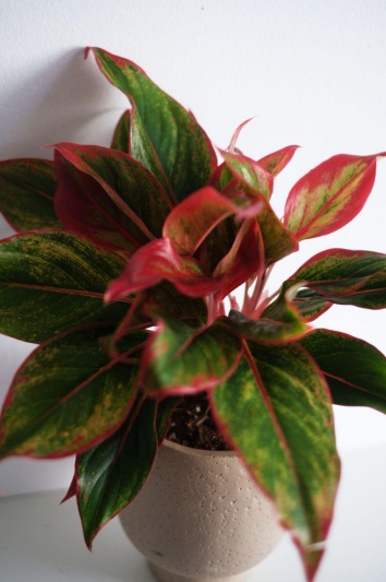 Aglaonema Crete - Img 2