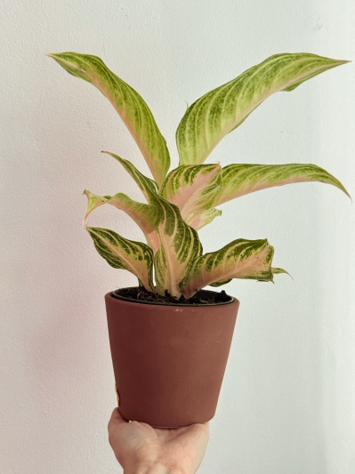 Aglaonema 'Eyecatcher' - Img 3