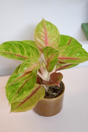 Aglaonema 'Iguana Red' - Img 2