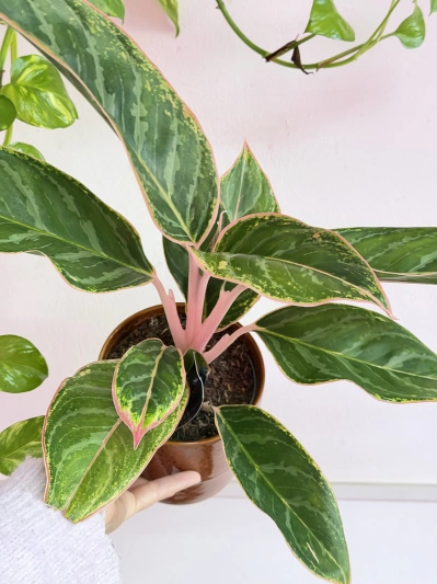 Aglaonema Light Pink Star - Img 5