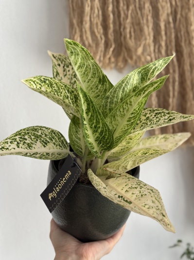 Aglaonema Polar Springtime - Img 5