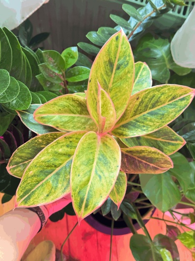 Aglaonema Salmon Fantasy - Img 5