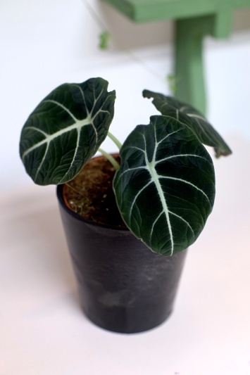 Alocasia Black Velvet - Img 5