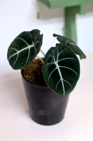 Alocasia Black Velvet - Img 5