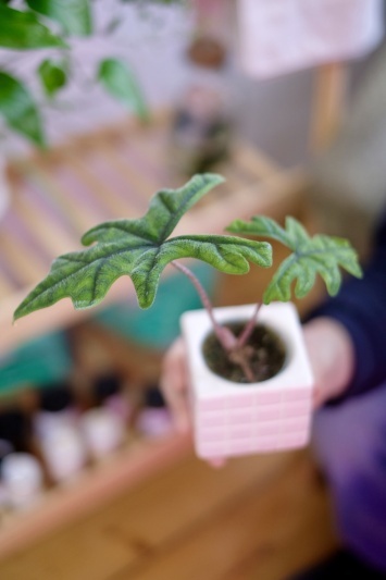 Alocasia Jacklyn (babyplant)