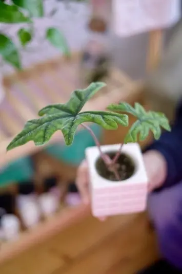 Alocasia Jacklyn (babyplant)