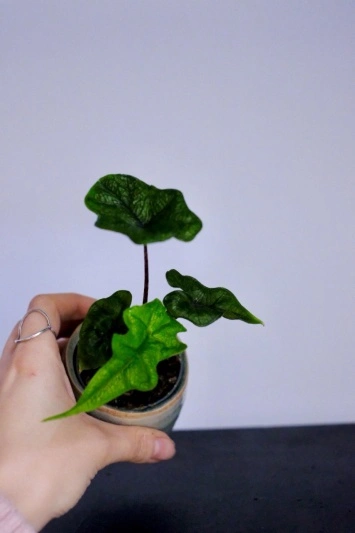 Alocasia Jacklyn (babyplant) - Img 6