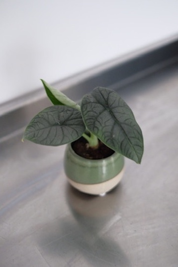 Alocasia Melo (baby) - Img 4