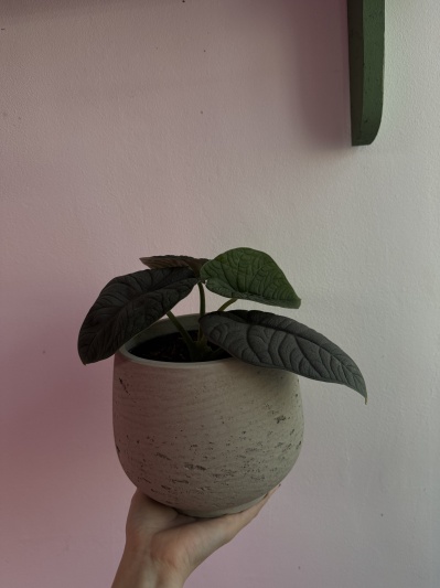 Alocasia Melo - Img 4
