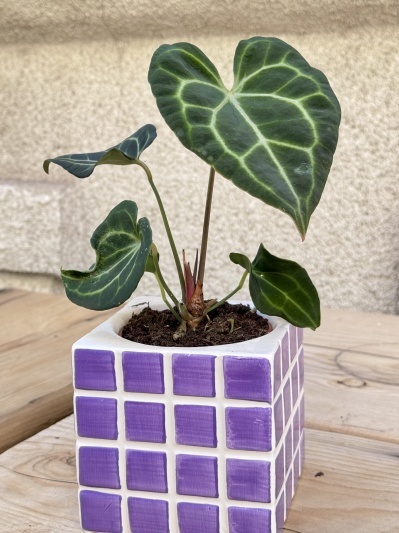 Anthurium Clarinervium - Img 2