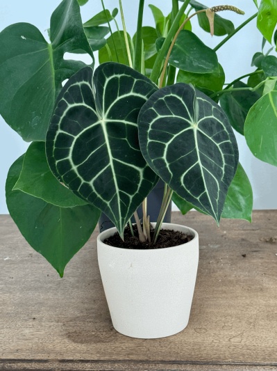 Anthurium Clarinervium - Img 3