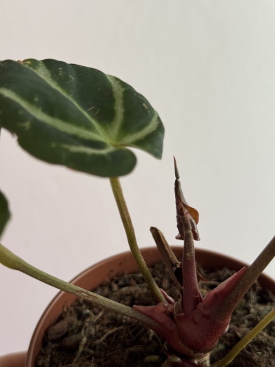 Anthurium Crystallinum - Img 6