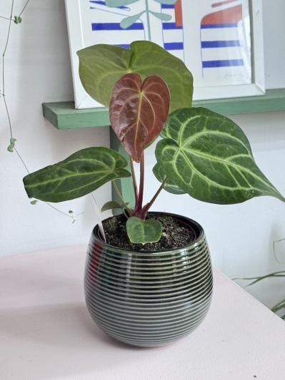 Anthurium Magnificum - Img 4