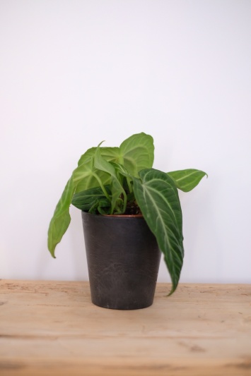Anthurium Villenaorum - Img 6