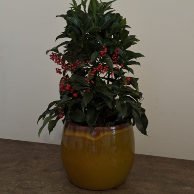 Ardisia Crenata - Img 1