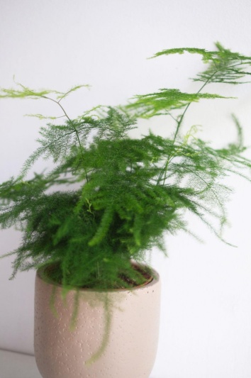 Asparagus Setaceus - Img 2