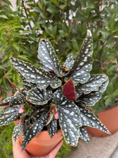Begonia Maculata - Img 6